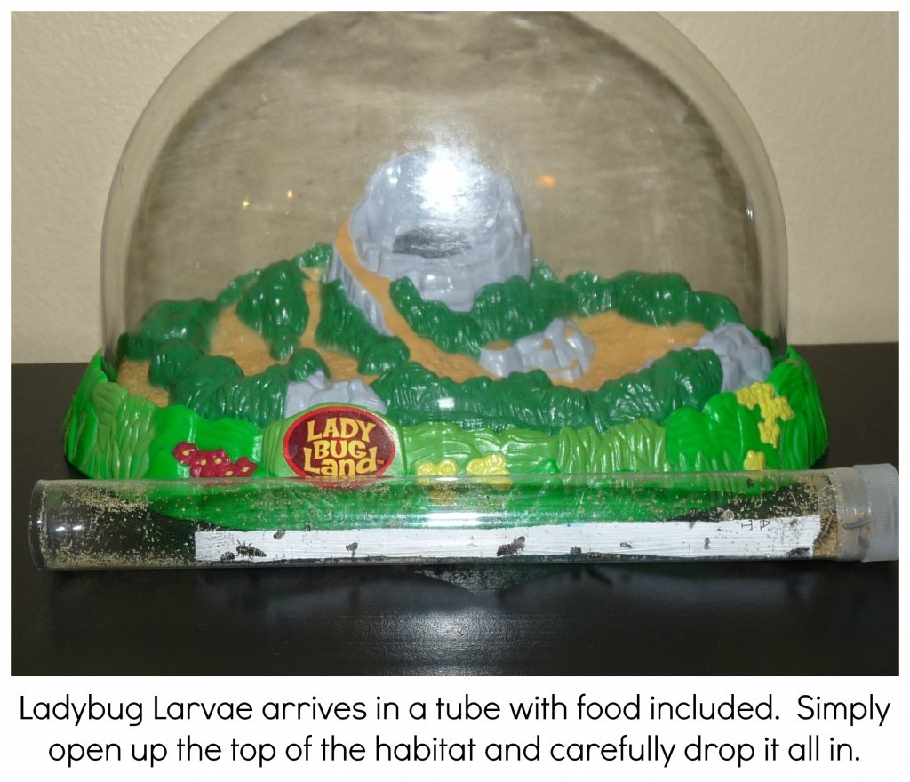 Insect Lore Live Ladybug Land Product Review - Cori's Cozy Corner