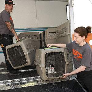 Symbolic Transport of Animal Rescues