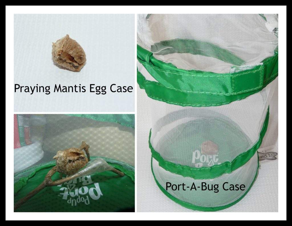 egg case