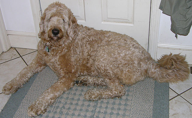 640px-labradoodle_laying_2375px