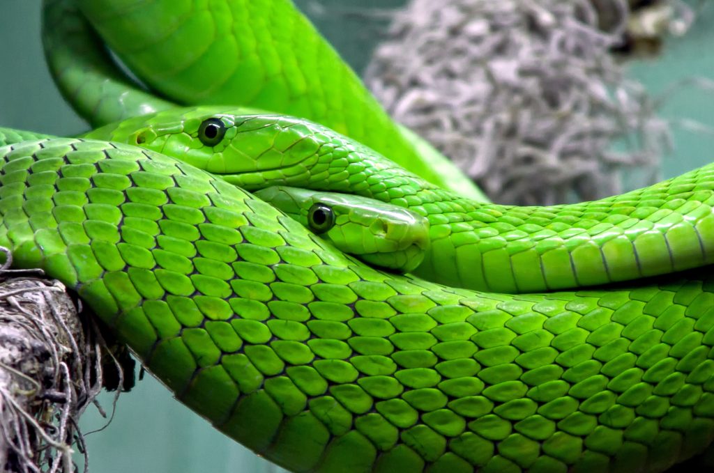 snake-mamba-green-mamba-toxic-38268