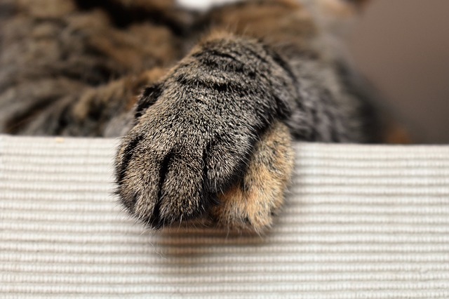 cats-paws-1693839_640