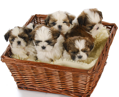 five shih tzu puppies in a basket on white background