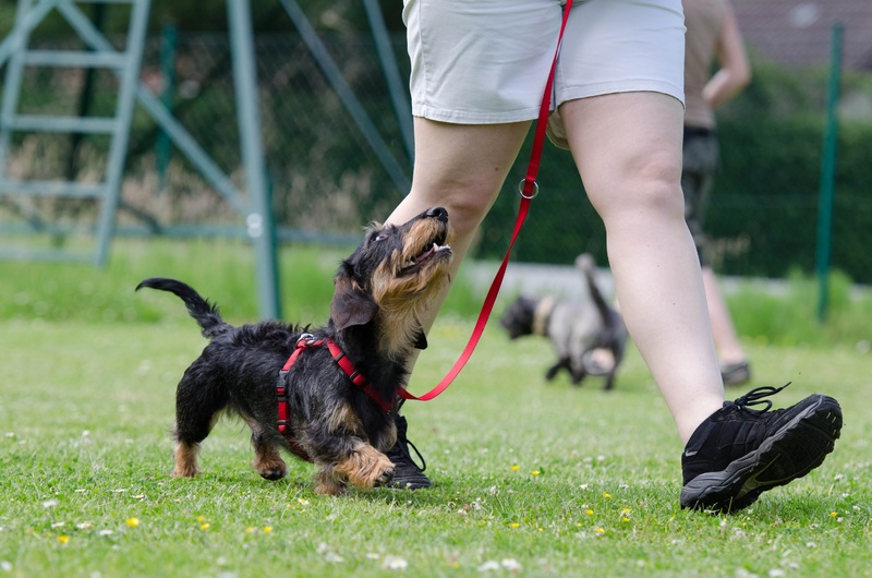puppy-dog-training-mammal-vertebrate-obedience-897885-pxhere.com (1)