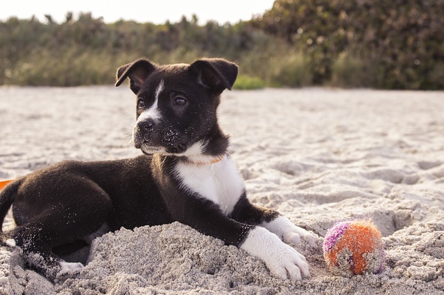 Playing Pet Sand Puppy Canine Beach Ball Dog