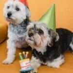 Ways to Pamper Your Dog for Their Birthday